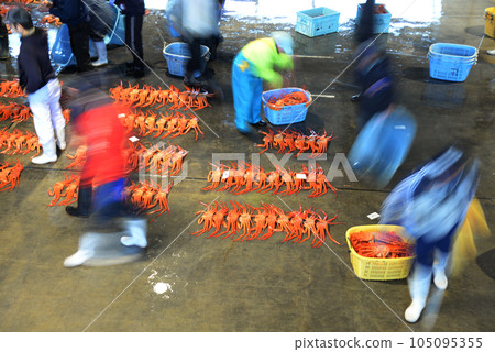 Red snow crab auction, market, red snow crab, crab, seafood, people, brokerage 105095355