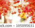 Beautiful and colorful autumn foliage image 105095631