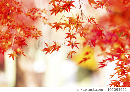 Beautiful and colorful autumn foliage image Beautiful and colorful autumn foliage image 105095631