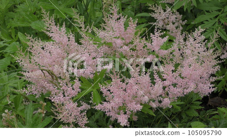 Astibel flower Astibel flower 105095790