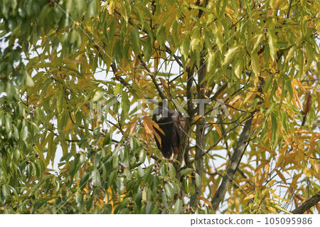 Peach hawk buzzard bird of prey eagle hawk bird falconer hawk 105095986