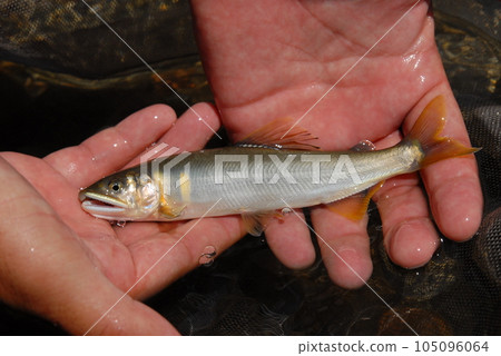 香魚捕獲,香魚釣魚,香魚,香魚,朋友釣魚 香魚捕獲,香魚釣魚,香魚,香魚,朋友釣魚 105096064