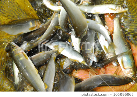 香魚捕獲,香魚釣魚,香魚,香魚,朋友釣魚 香魚捕獲,香魚釣魚,香魚,香魚,朋友釣魚 105096065