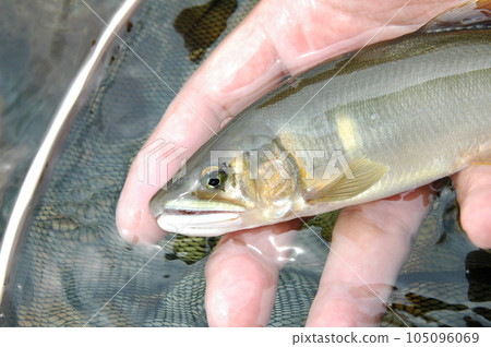 Ayu caught, Ayu fishing, Ayu, Ayu, friend fishing 105096069