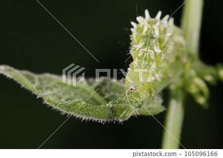 生物 昆蟲 Urikin Uwaba,中年幼蟲。有的個體青體上有白紋和黑點,並有突起。 生物 昆蟲 Urikin Uwaba,中年幼蟲。有的個體青體上有白紋和黑點,並有突起。 105096166