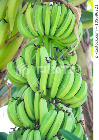 AI圖像香蕉水果 AI圖像香蕉水果 105096221