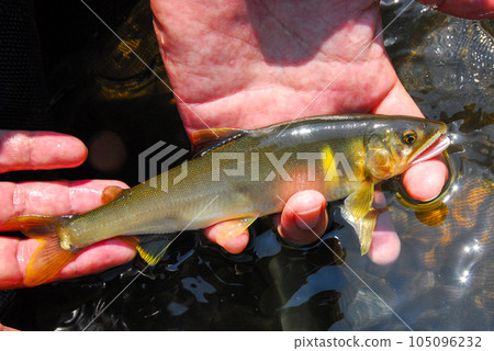 Ayu caught, Ayu fishing, Ayu, Ayu, friend fishing Ayu caught, Ayu fishing, Ayu, Ayu, friend fishing 105096232