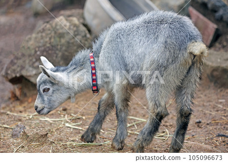 Goat baby Goat baby 105096673