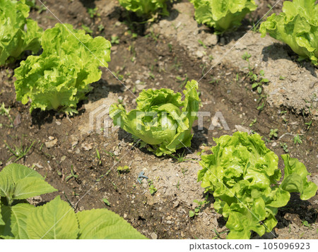 green lettuce growing in the garden 105096923