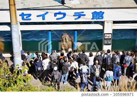小樽水族館海象館風景 小樽水族館海象館風景 105096971