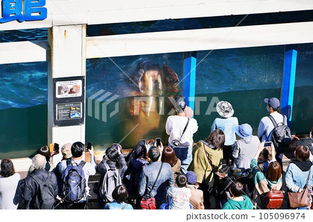 Scenery of Otaru Aquarium Walrus Museum 105096974