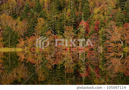 Autumn on Rishiri Island Himenuma Swamp surrounded by autumn leaves Autumn on Rishiri Island Himenuma Swamp surrounded by autumn leaves 105097114