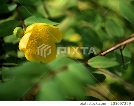 六月盛開的黃色錦芝梅(Kinshibai) 六月盛開的黃色錦芝梅(Kinshibai) 105097299