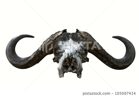 The skull of an African buffalo with big horns 105097414