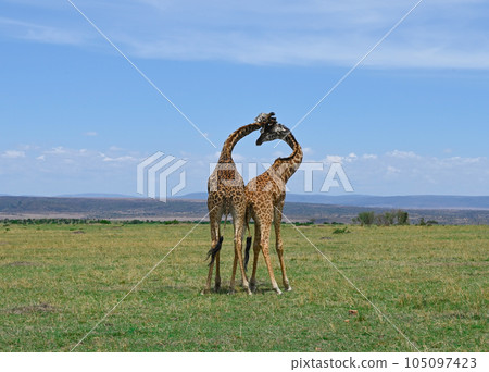 Two african male giraffes fighting for dominance over a herd 105097423