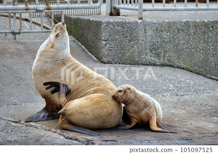 小樽水族館虎頭的父母和孩子 105097525
