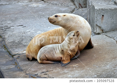 Otaru Aquarium Steller's Parent and Child Otaru Aquarium Steller's Parent and Child 105097528