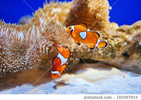 小丑anemonefish 小丑anemonefish 105097933