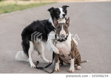 Black and white border collie hugging a brindle bull terrier on a walk.  105098234