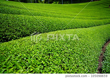 Refreshing tea plantations in Wazuka during the rainy season Refreshing tea plantations in Wazuka during the rainy season 105098659