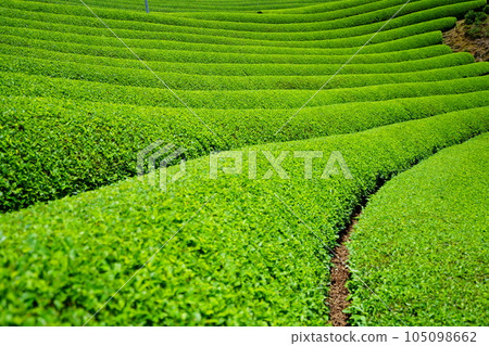 Refreshing tea plantations in Wazuka during the rainy season Refreshing tea plantations in Wazuka during the rainy season 105098662
