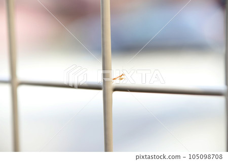 小螳螂 小螳螂 105098708