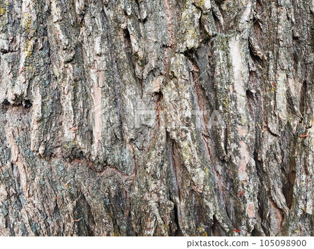 Willow bark. Tree bark unique pattern. The texture of the bark of a tree. Willow bark. Tree bark unique pattern. The texture of the bark of a tree. 105098900