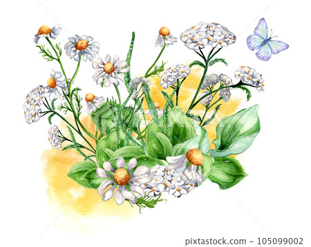 Bouquet of meadow medicinal flower, butterfly watercolor illustration isolated on white background. Daisy, camomile, plantain, achillea millefolium hand drawn. Design for label, package, postcard 105099002