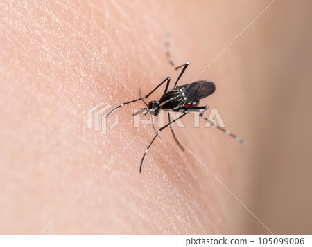 [Insect] Blood-sucking Aedes albopictus Mosquito 105099006