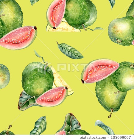 Whole guava and slices, leaves watercolor seamless pattern isolated on yellow. Tropical fruit, pink, yellow pulp guajava hand drawn. Design for wrapping, packaging, textile, background, wallpaper Whole guava and slices, leaves watercolor seamless pattern isolated on yellow. Tropical fruit, pink, yellow pulp guajava hand drawn. Design for wrapping, packaging, textile, background, wallpaper 105099007
