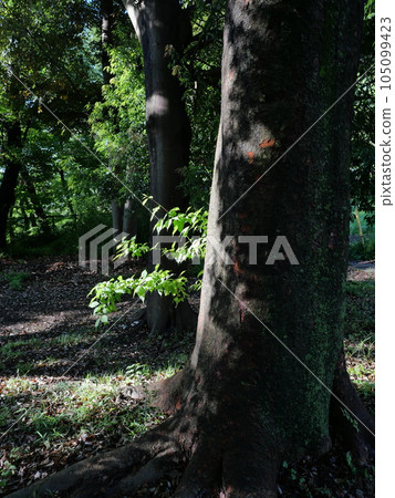 Mossy approach Mossy approach 105099423