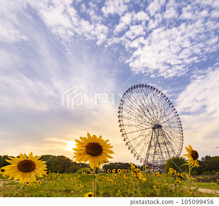 夏日傍晚風景葛西臨海公園向日葵田和摩天輪 夏日傍晚風景葛西臨海公園向日葵田和摩天輪 105099456