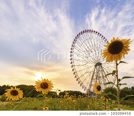 夏日傍晚風景葛西臨海公園向日葵田和摩天輪 夏日傍晚風景葛西臨海公園向日葵田和摩天輪 105099458