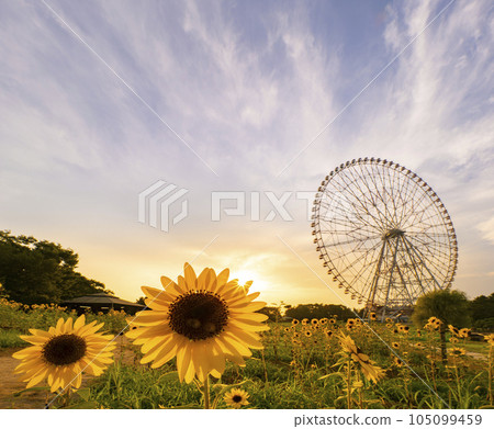 葛西臨海公園向日葵田夜景 葛西臨海公園向日葵田夜景 105099459