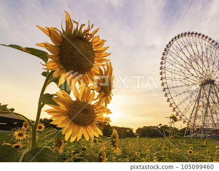 夏日傍晚風景葛西臨海公園向日葵田和摩天輪 夏日傍晚風景葛西臨海公園向日葵田和摩天輪 105099460
