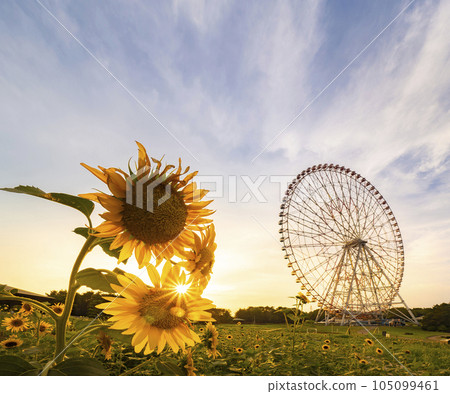 夏日傍晚風景葛西臨海公園向日葵田和摩天輪 夏日傍晚風景葛西臨海公園向日葵田和摩天輪 105099461