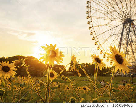 Summer evening scenery Kasai Rinkai Park Sunflower field and Ferris wheel Summer evening scenery Kasai Rinkai Park Sunflower field and Ferris wheel 105099462
