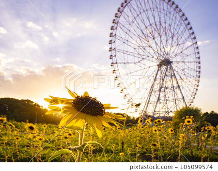 夏日傍晚風景葛西臨海公園向日葵田和摩天輪 夏日傍晚風景葛西臨海公園向日葵田和摩天輪 105099574