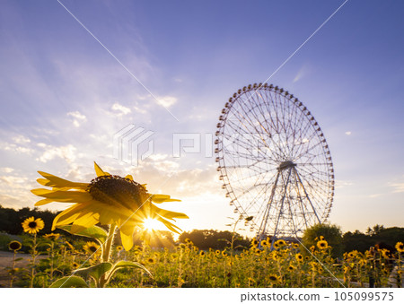 夏日傍晚風景葛西臨海公園向日葵田和摩天輪 夏日傍晚風景葛西臨海公園向日葵田和摩天輪 105099575