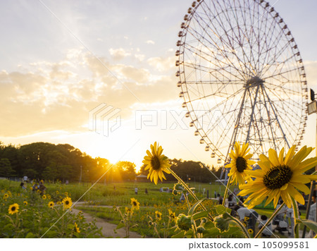 夏日傍晚風景葛西臨海公園向日葵田和摩天輪 夏日傍晚風景葛西臨海公園向日葵田和摩天輪 105099581