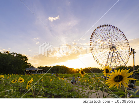 夏日傍晚風景葛西臨海公園向日葵田和摩天輪 夏日傍晚風景葛西臨海公園向日葵田和摩天輪 105099582