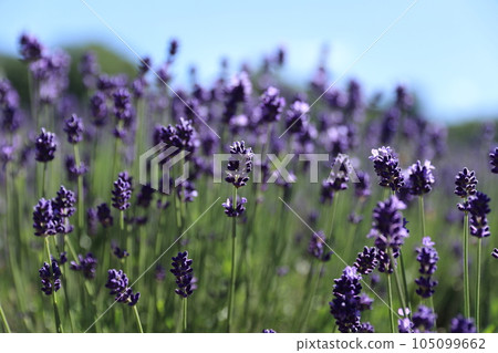 Lavender with blue sky 105099662
