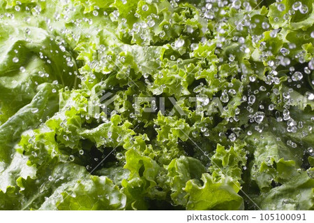 Green leaf lettuce 105100091