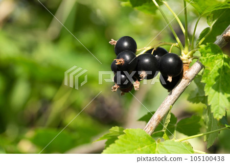 A bunch of ripe black currant berries with green leaves on the branch in the garden and green background. Growing organic berries. Natural vitamins. Environmentally friendly agriculture. Close up. A bunch of ripe black currant berries with green leaves on the branch in the garden and green background. Growing organic berries. Natural vitamins. Environmentally friendly agriculture. Close up. 105100438