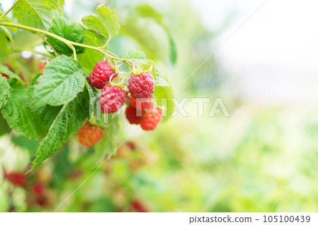 Branch of ripe raspberries on the bush in the fruit garden. Fresh healthy red berries. Growing organic berries. Natural vitamins. Close-up. Copy space. Branch of ripe raspberries on the bush in the fruit garden. Fresh healthy red berries. Growing organic berries. Natural vitamins. Close-up. Copy space. 105100439