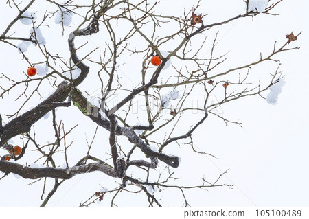 Persimmon tree watercolor painting suddenly covered with snow Persimmon tree watercolor painting suddenly covered with snow 105100489