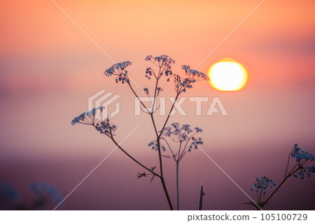 Rural grass on meadow Rural grass on meadow 105100729
