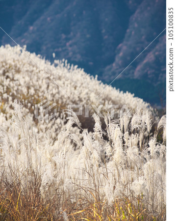 [Hakone-machi, Ashigarashimo-gun, Kanagawa] Sengokuhara silver grass natural scenery (November 2023) 105100835