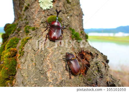 Beetle stag beetle summer vacation child 105101050