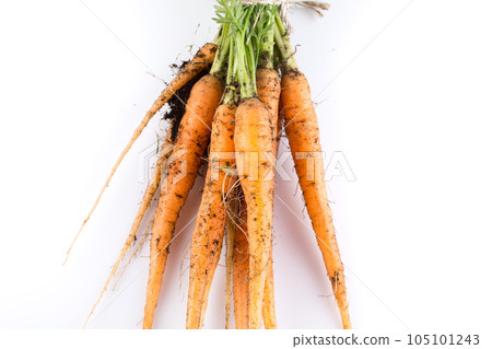 freshly picked carrots 105101243